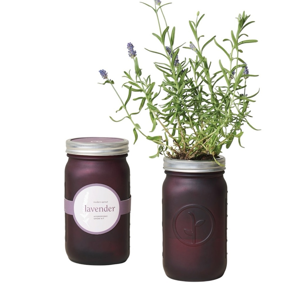 Modern Sprout Lavender Hydroponic Grow Kit Burgundy Pint Size All In One Kit NEW